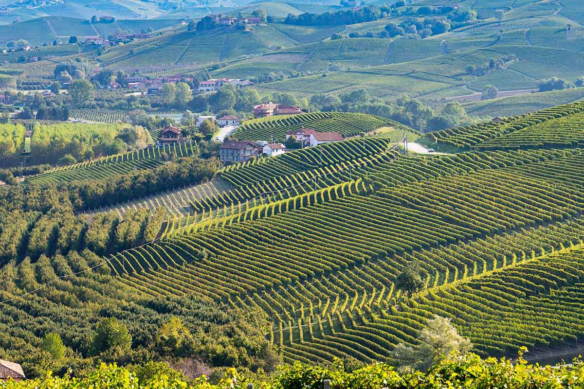 Siti Vitinicoli Vitigni Langhe Monferrato