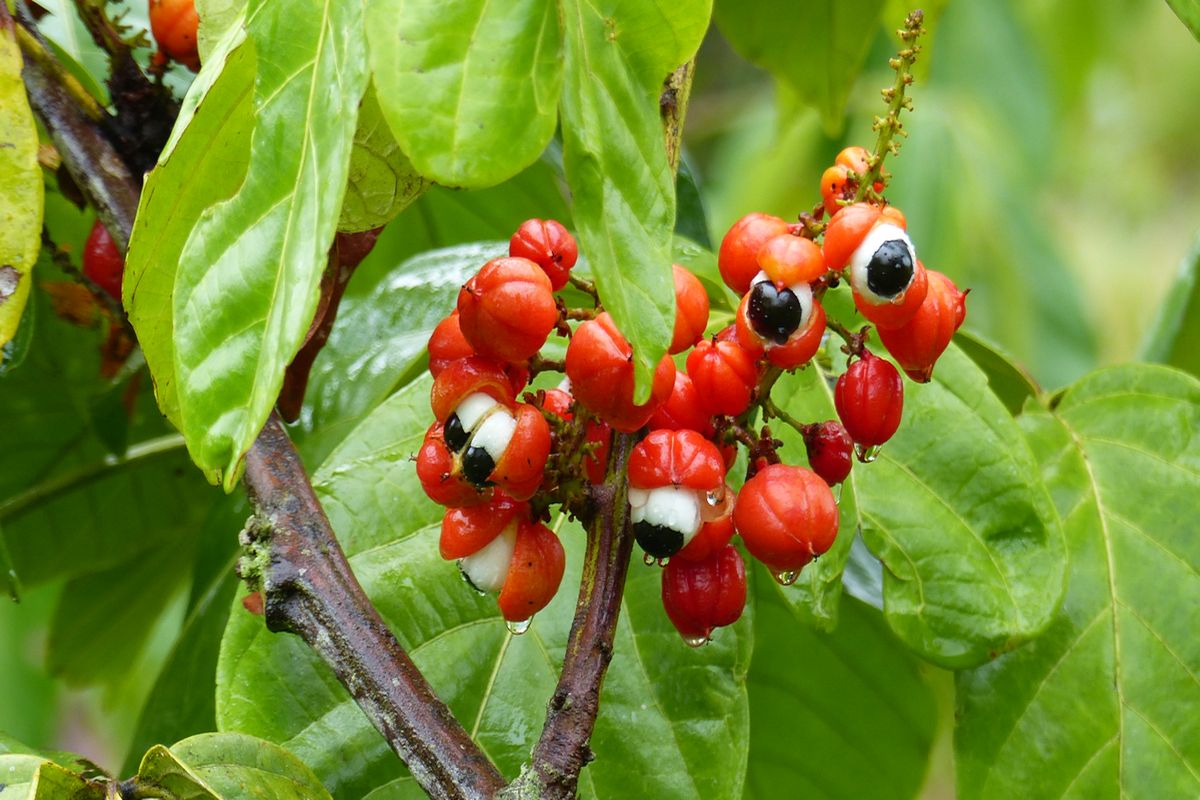 Guaranà erbe adattogene