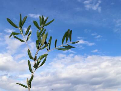 Ramo Ulivo Domenica delle Palme