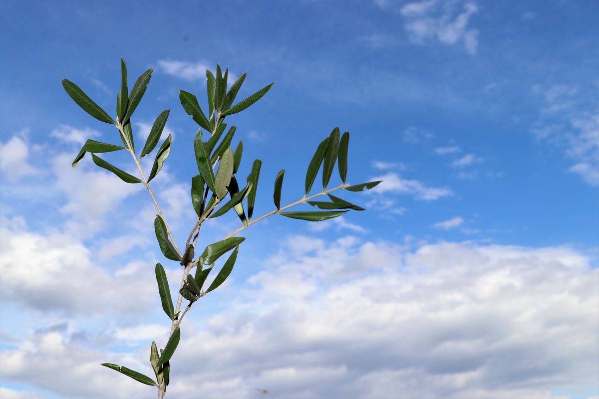 Ramo Ulivo Domenica delle Palme