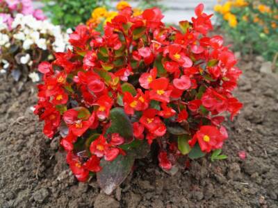 Begonia Fiori