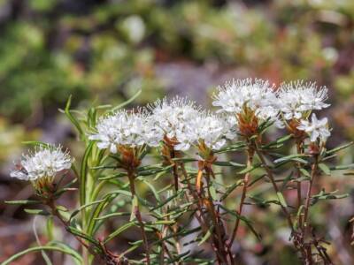 Ledum Palustre Rosmarino Selvatico