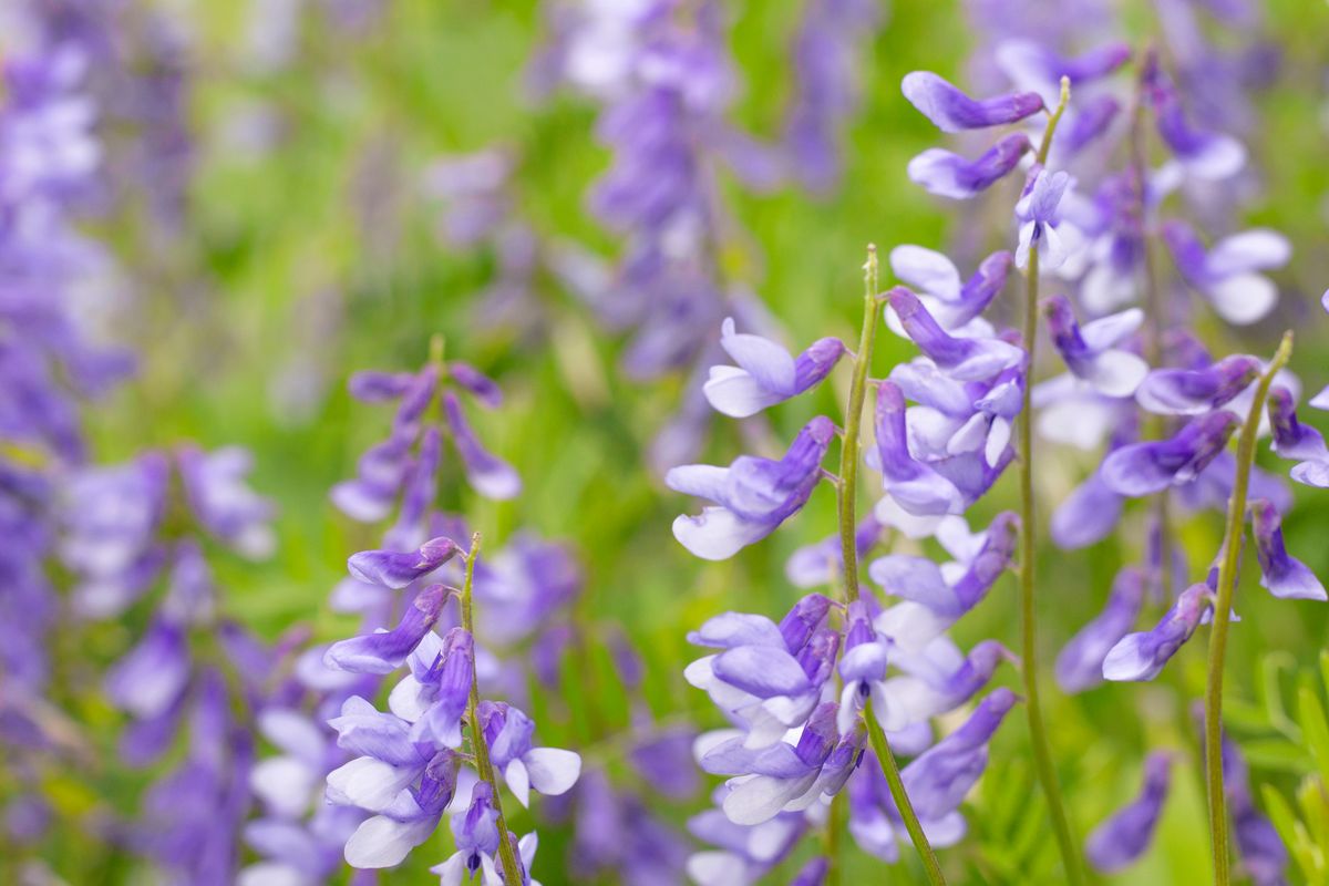 Fiori Galega Officinalis