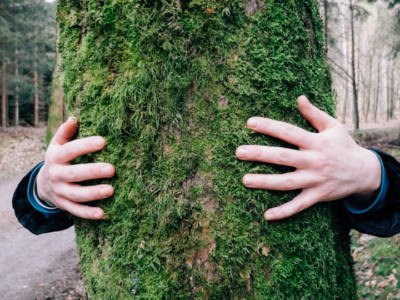 Abbracciare gli alberi