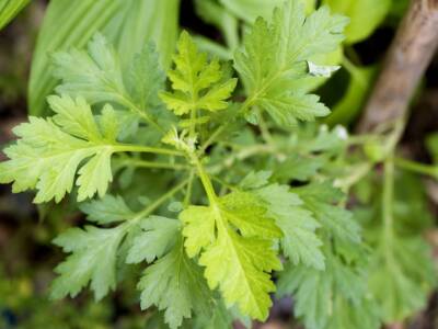 Artemisia annua