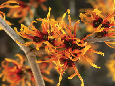 hamamelis