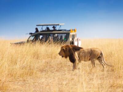 safari in africa