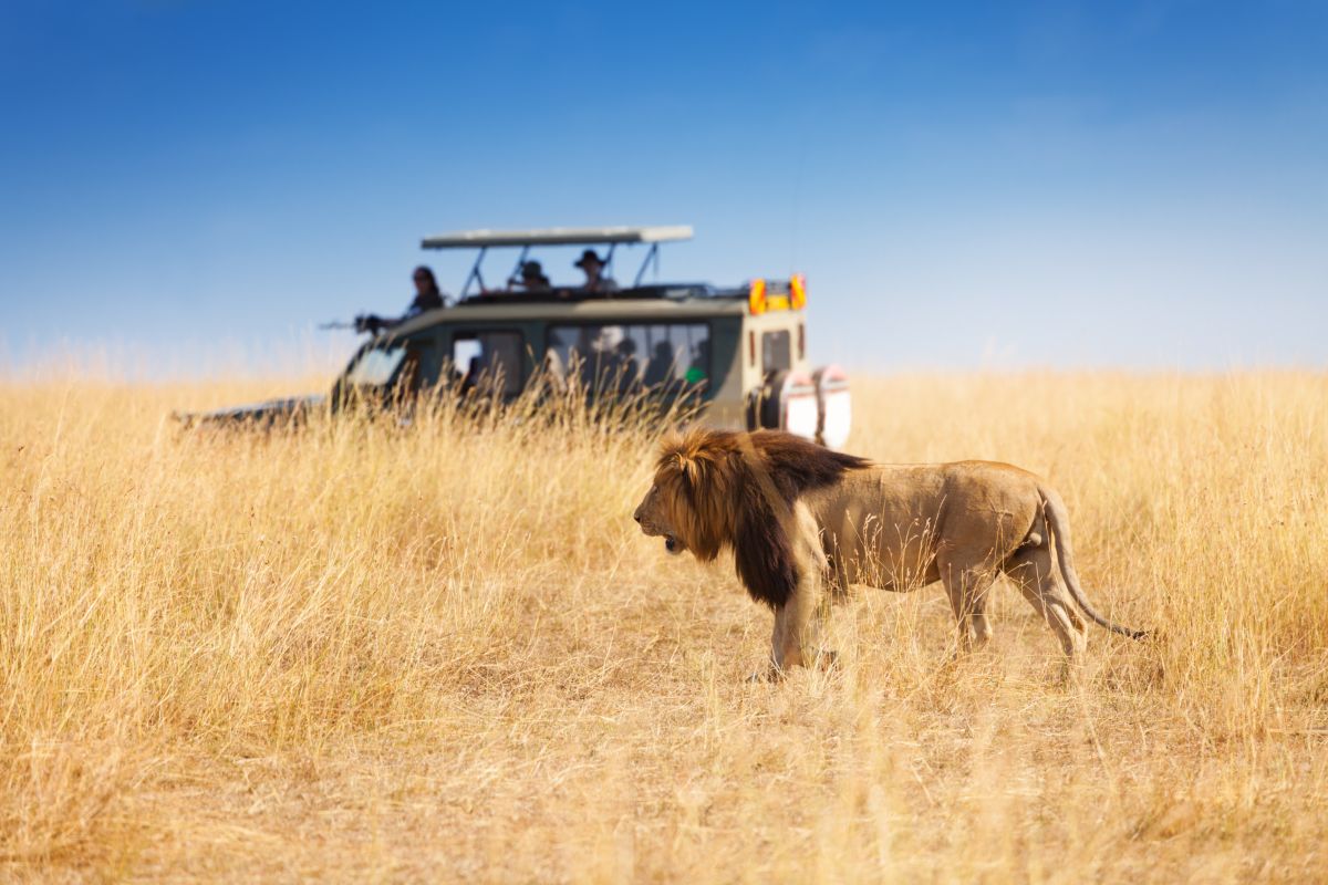 safari in africa