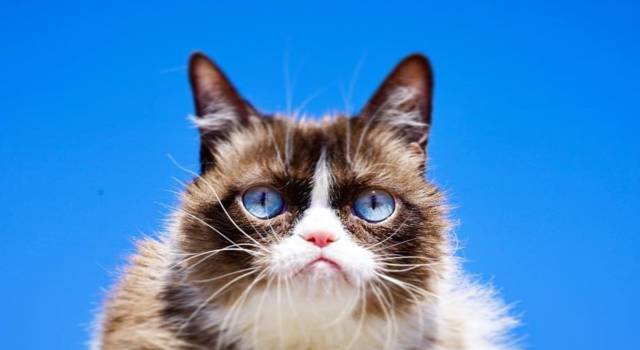 Lutto nel mondo del web: Grumpy Cat se n&#8217;è andato
