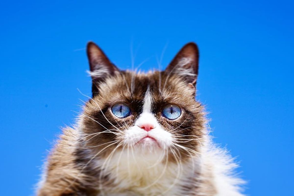 Grumpy Cat