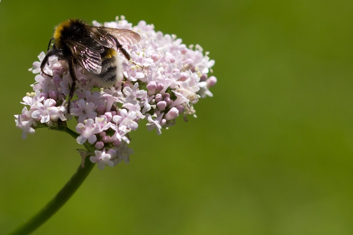 Valeriana