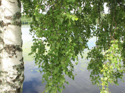 Come mettere le bordure sugli alberi