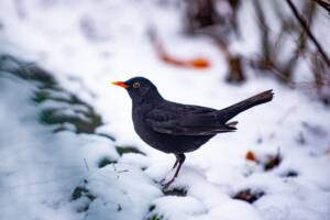 merlo neve