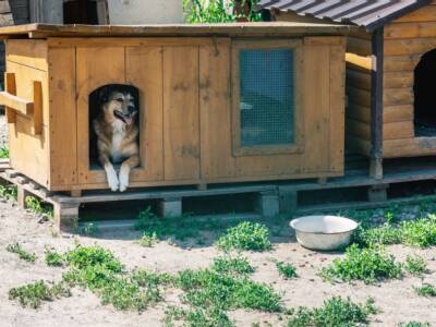 cuccia di legno per cane