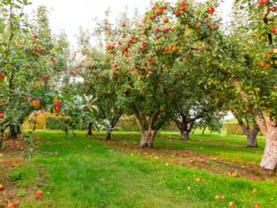 alberi mele rosse