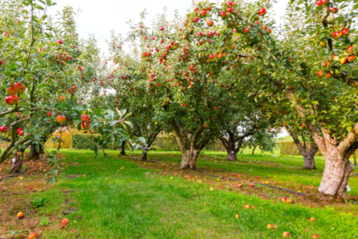 alberi mele rosse