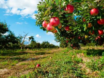 Quali sono le piante da frutto di novembre