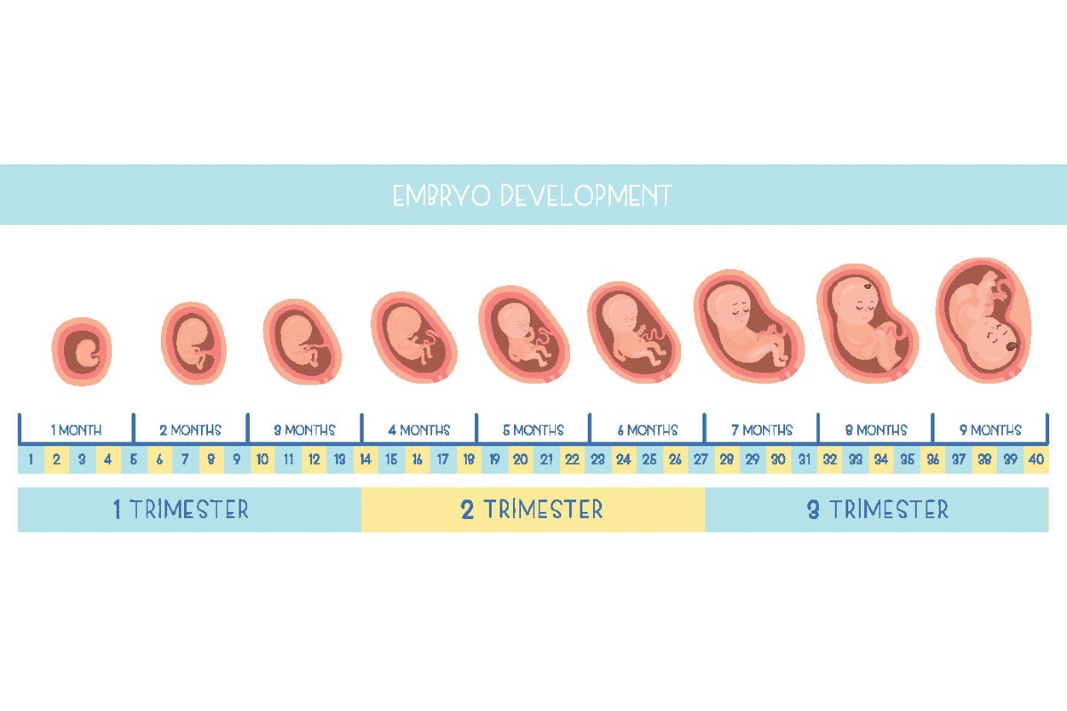 Sviluppo dell'embrione
