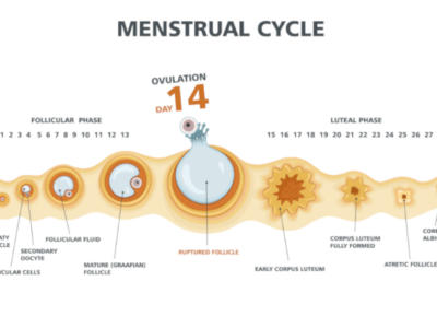 Fasi del ciclo mestruale