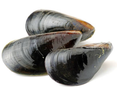 cozze