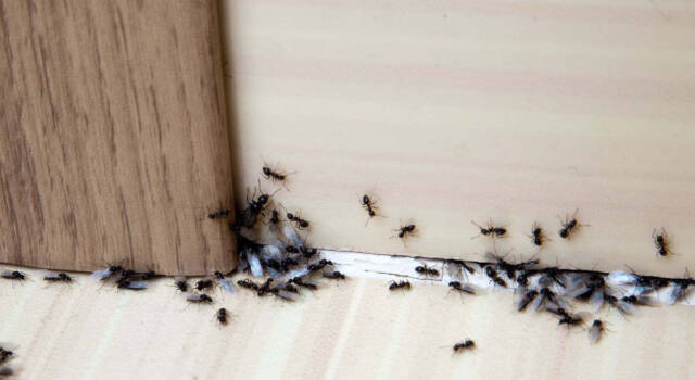 Rimedi naturali contro le formiche che funzionano