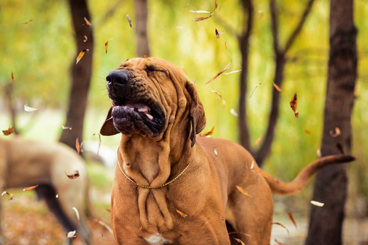 Faust, il cane poliziotto, e la sorpresa all’ultimo giorno di servizio