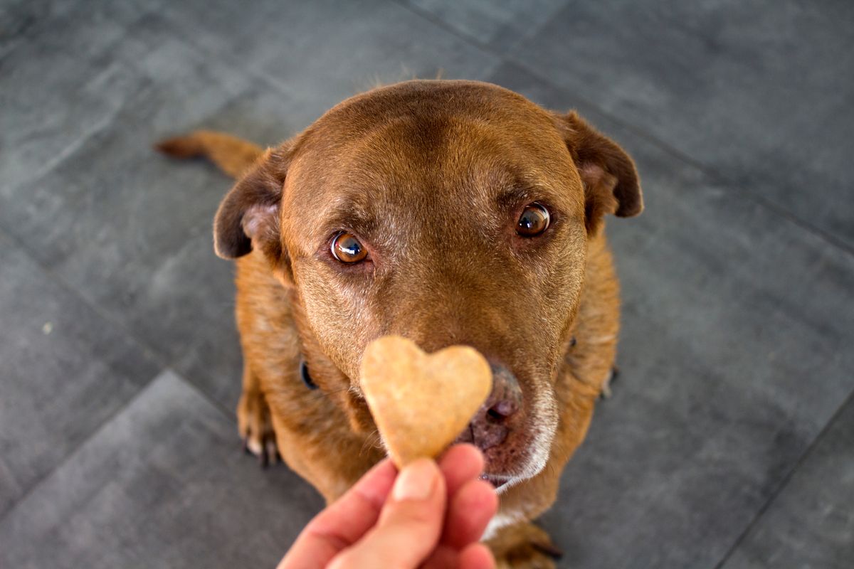 biscotto per cane