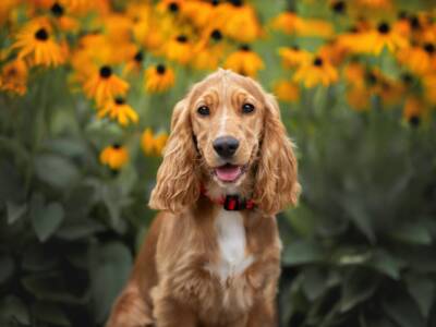 cane cocker spaniel