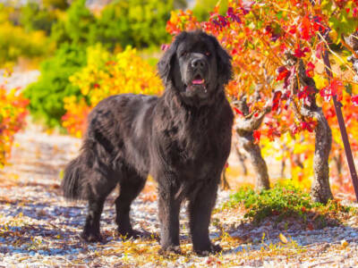 cane nero terranova