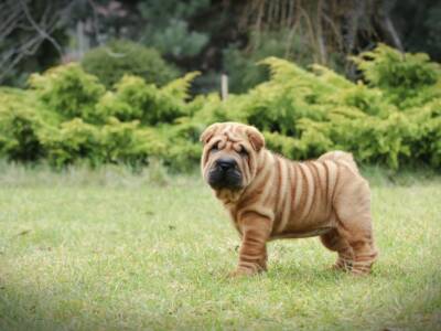 cane sharpei