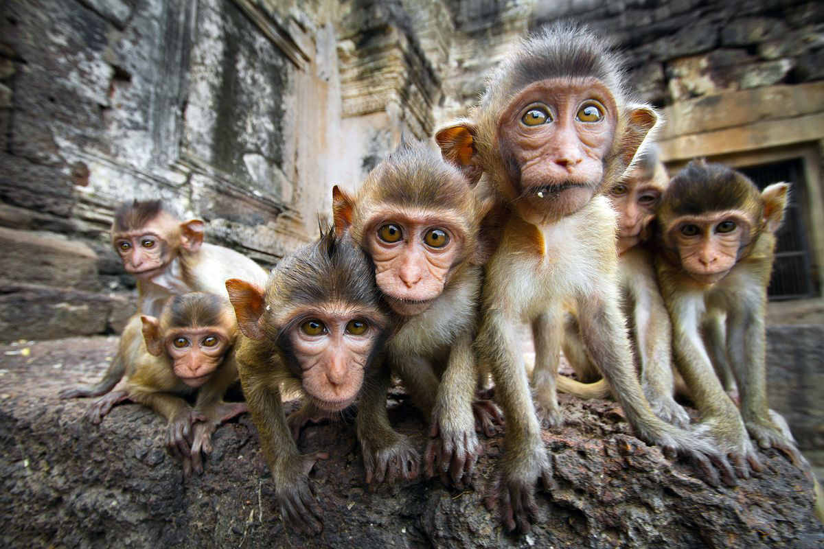 gruppo di scimmie