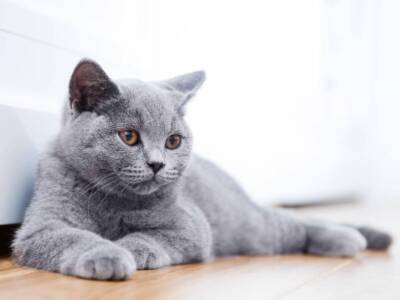 british shorthair