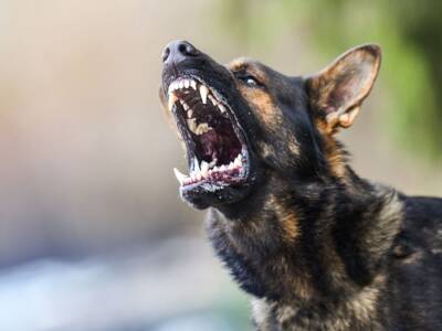 cane aggressivo denti