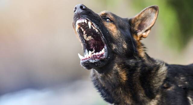 Razze di cani pericolosi: quali sono e perché sono considerate tali