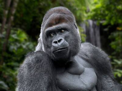 foto gorilla