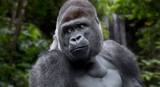 Addio a Ndakasi, la gorilla di montagna che posava per i selfie