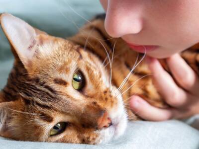 gatto coccole bambino