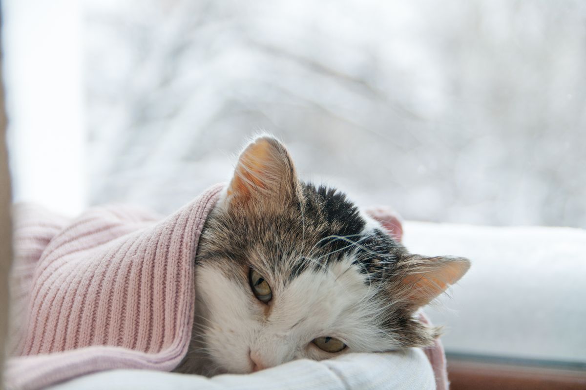 gatto coperta inverno