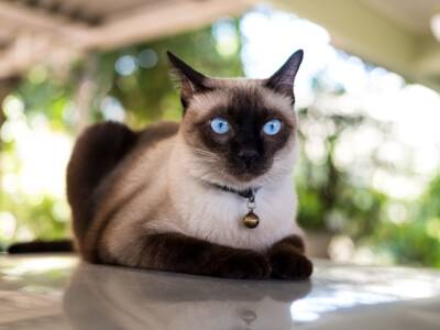 gatto siamese