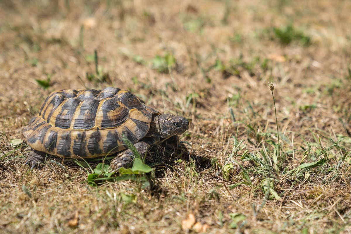 tartaruga di terra