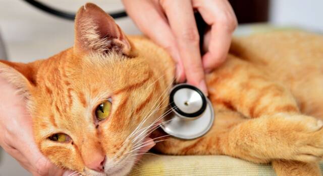 Fip gatto: sintomi e cura della peritonite infettiva felina