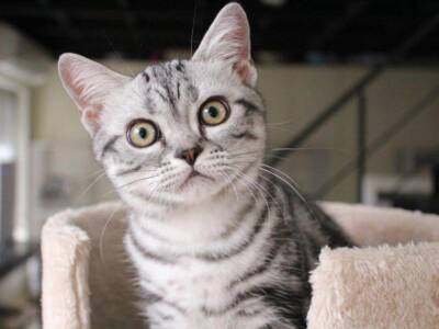 american shorthair