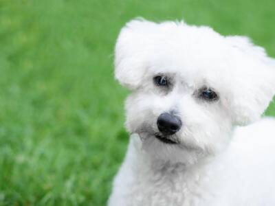 bichon frise