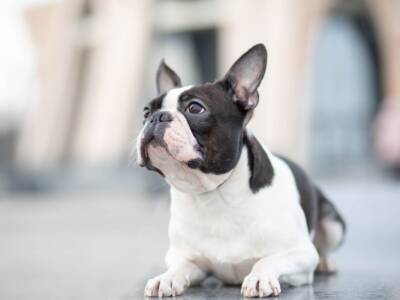 Boston Terrier