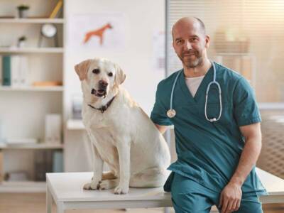 cane e veterinario