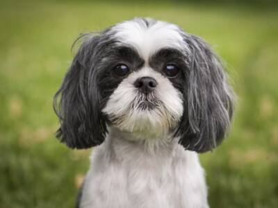 Cane Shih Tzu