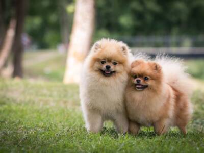 Cani volpini di Pomerania