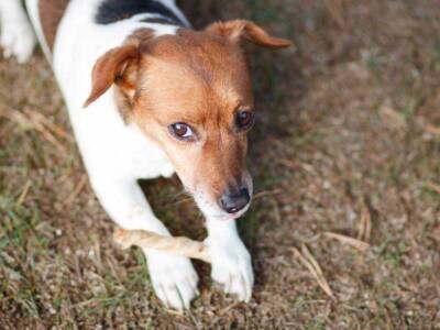 Jack russel