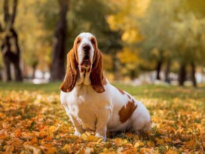 cane basset hound