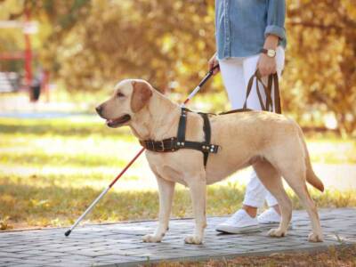 cane guida per ciechi